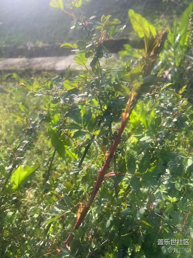 【广州的花花们】春日漫步，诗意随行