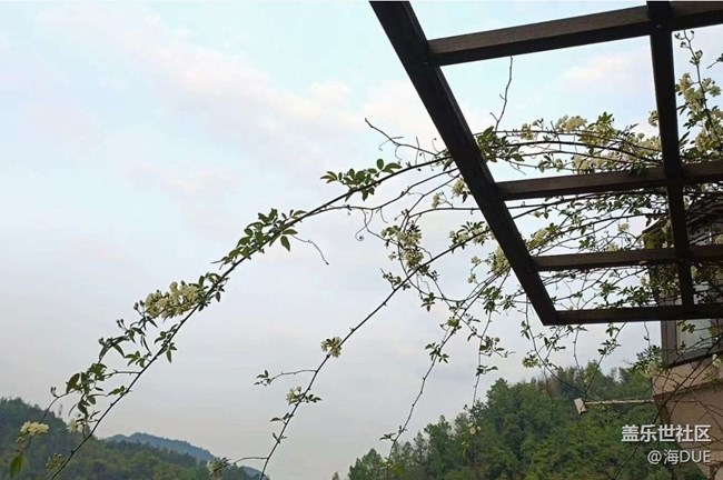 【春日寻花】木香花