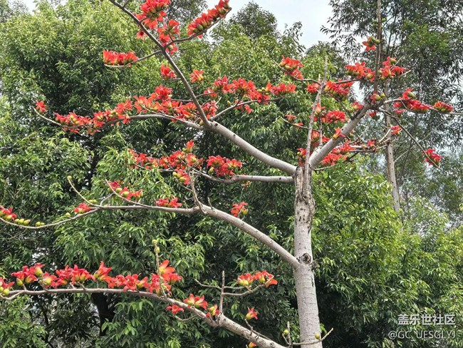 【广州的花花们】邂逅繁花，共赴春光