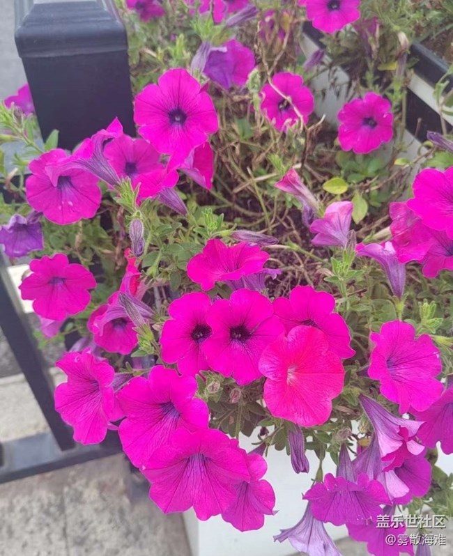 【春日寻花】花开满