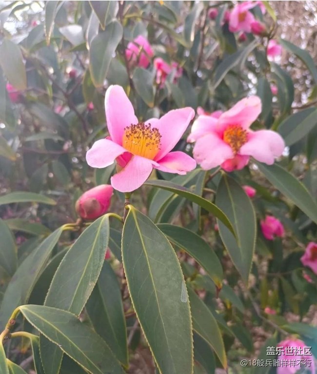 【春日寻花】花开