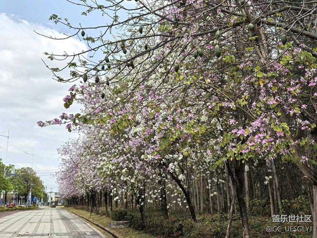 【广州的花花们】邂逅繁花，共赴春光