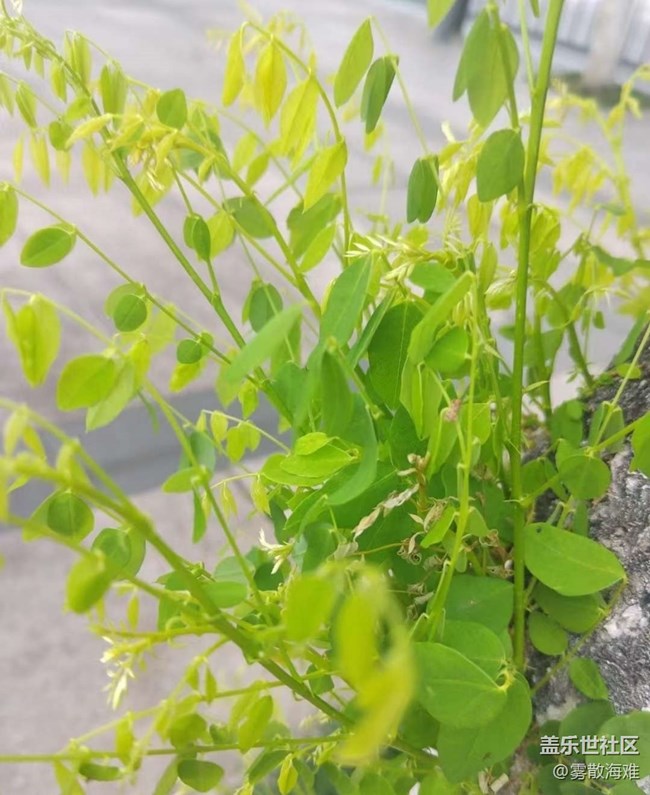 【春日寻花】花开满