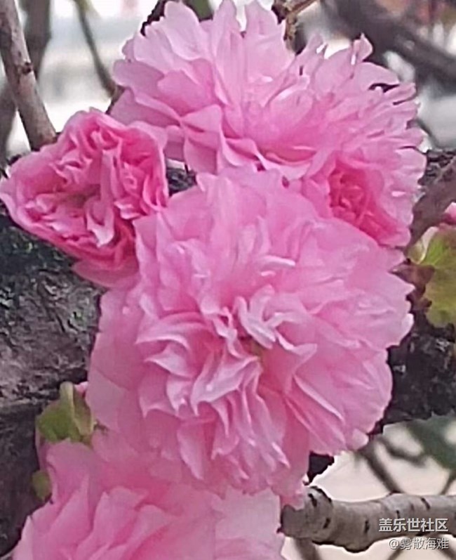 【春日寻花】花开满