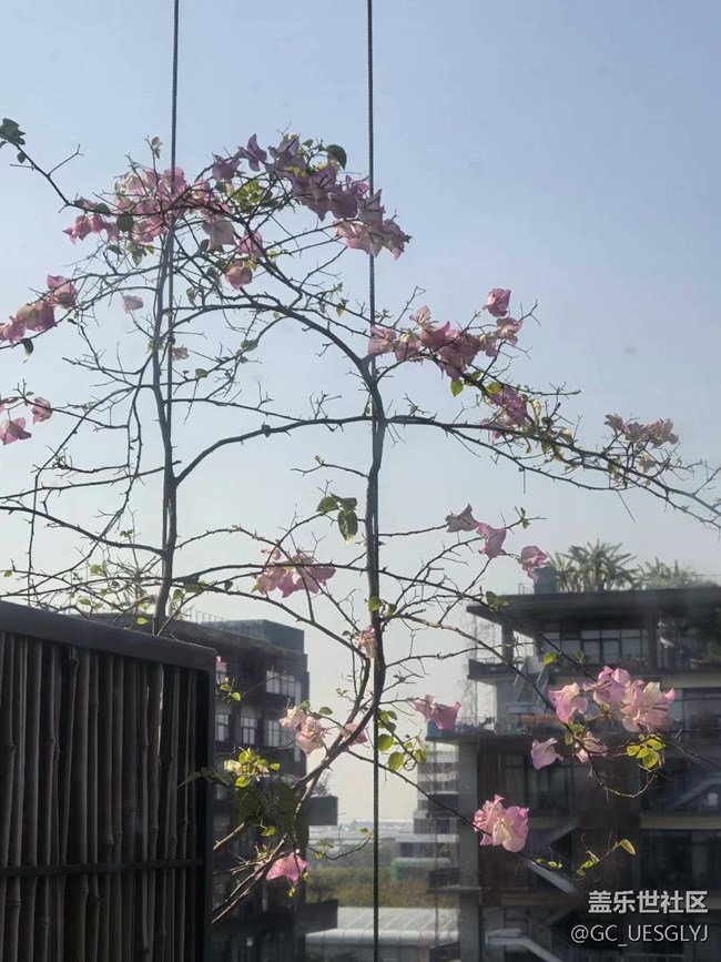 【广州的花花们】邂逅繁花，共赴春光