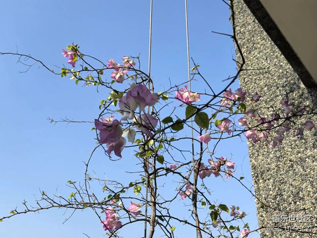 【广州的花花们】邂逅繁花，共赴春光