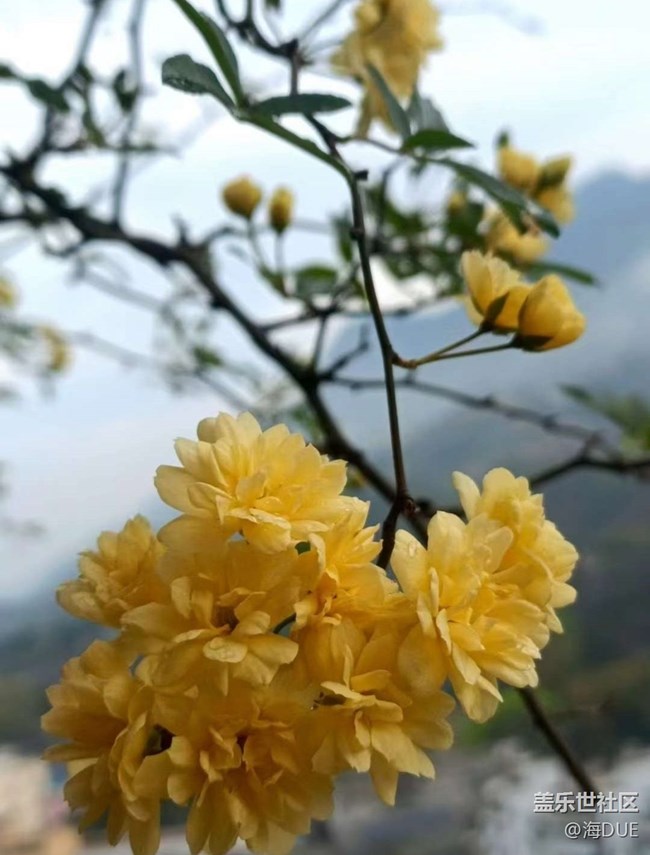 【春日寻花】木香花