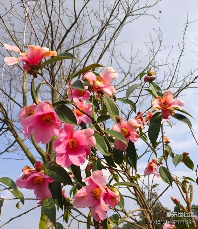 【春日寻花】花开