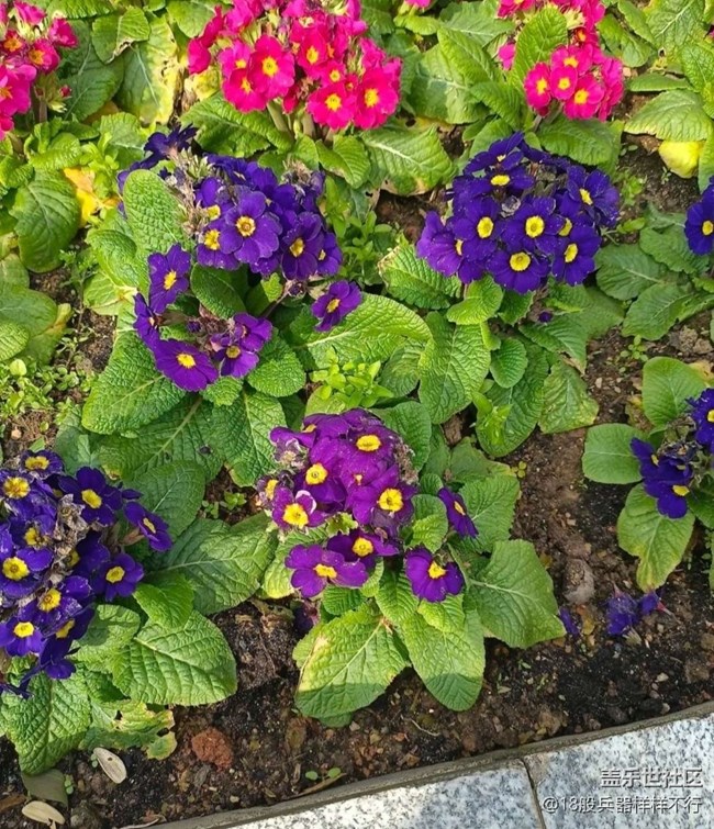 【春日寻花】花开