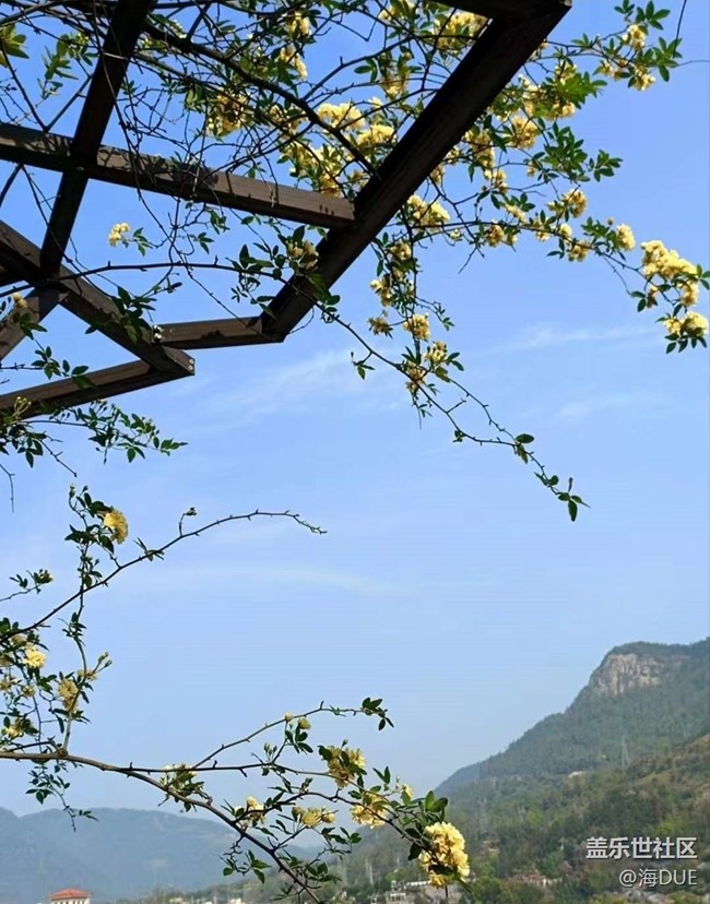 【春日寻花】木香花