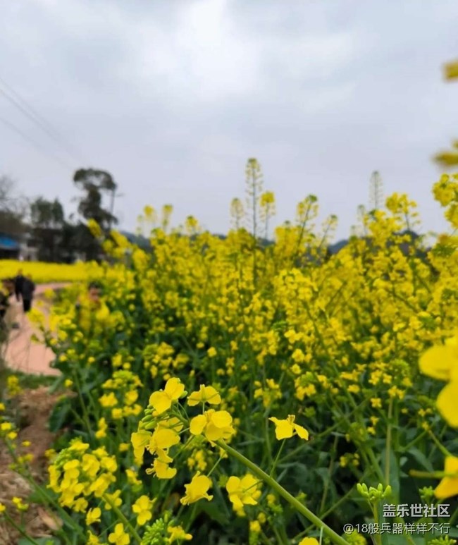 【广州的花花们】满园菜花香