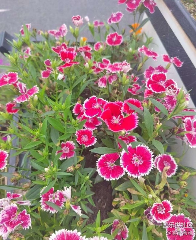 【春日寻花】花开满