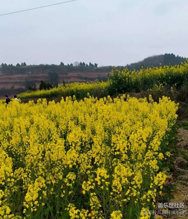 【广州的花花们】满园菜花香