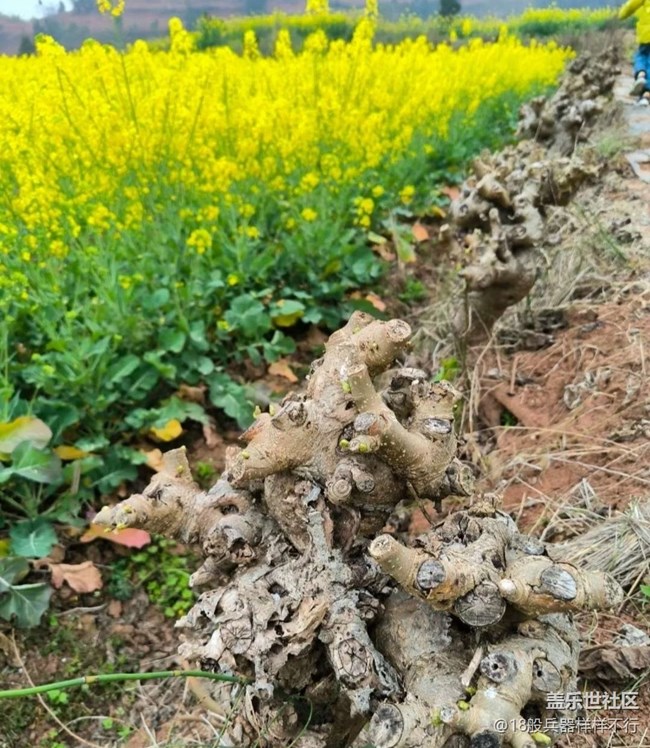 【广州的花花们】满园菜花香