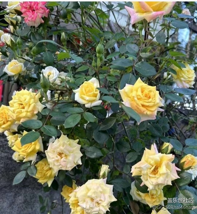 【广州的花花们】百花齐放