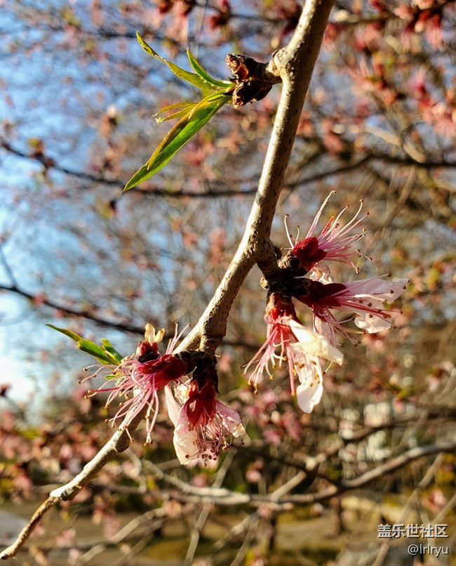 #烟花三月——花儿初开