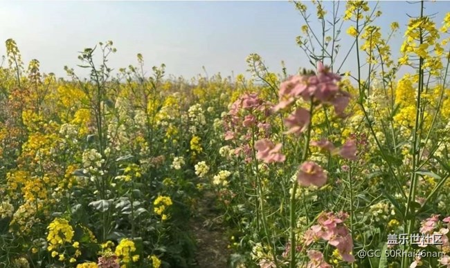 【春日寻花】花开