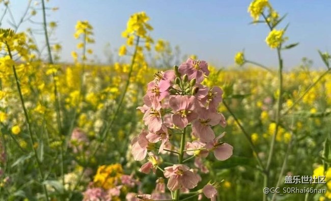 【春日寻花】花开