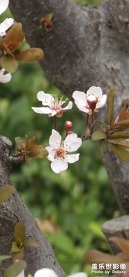 【拍有细节】+小区里的花