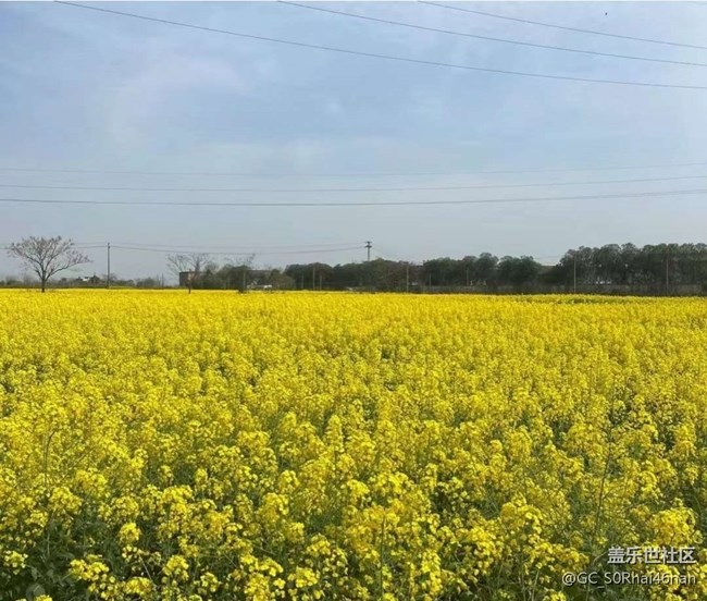 【春日寻花】花开