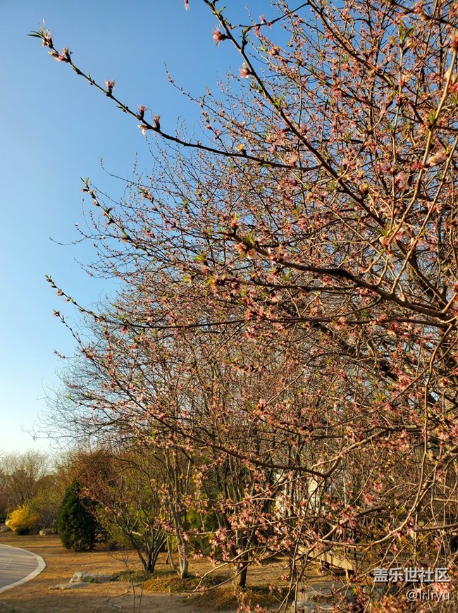 #烟花三月——花儿初开