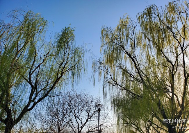 【春日序曲】+细垂的枝芽