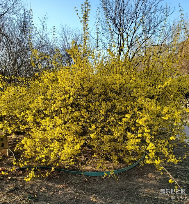 #烟花三月——花儿初开