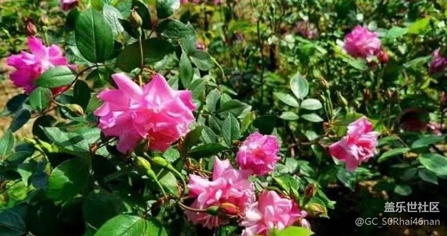【广州的花花们】百花齐放