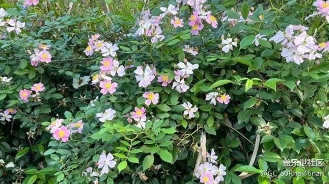 【广州的花花们】百花齐放