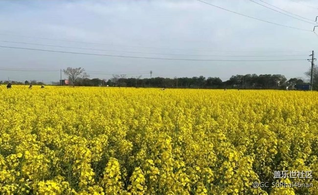 【春日寻花】花开