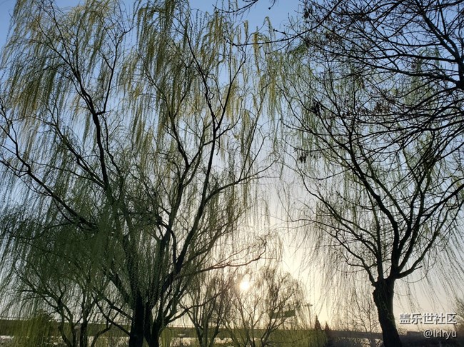 【春日序曲】+细垂的枝芽