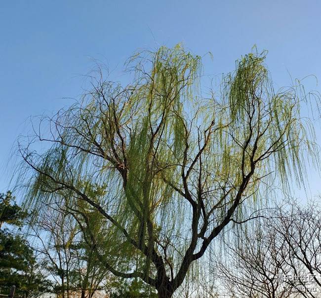 【春日序曲】+细垂的枝芽