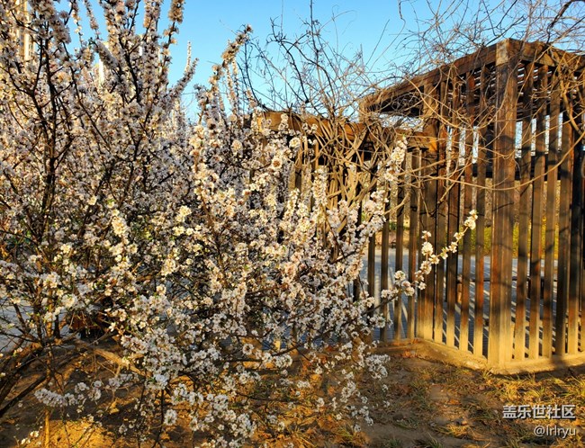 #烟花三月——花儿初开