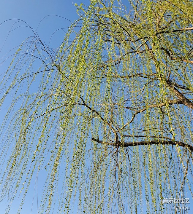 【春日序曲】+细垂的枝芽