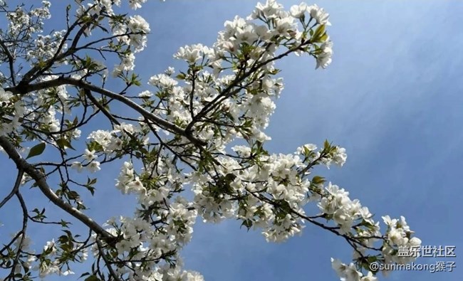 【春日寻花】樱花