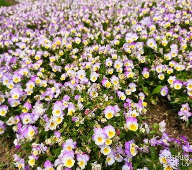 【春日寻花】花海
