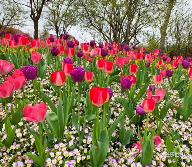 【春日寻花】花海