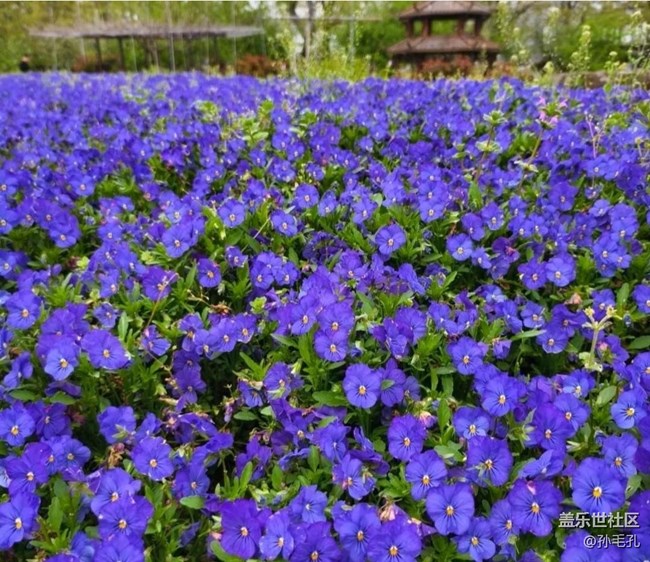 【春日寻花】花海