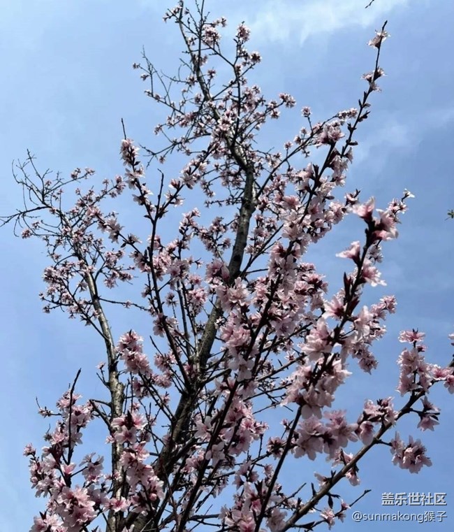 【春日寻花】樱花