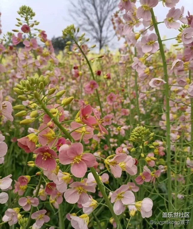 【广州的花花们】彩色花海