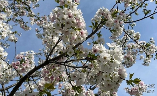 【春日寻花】樱花