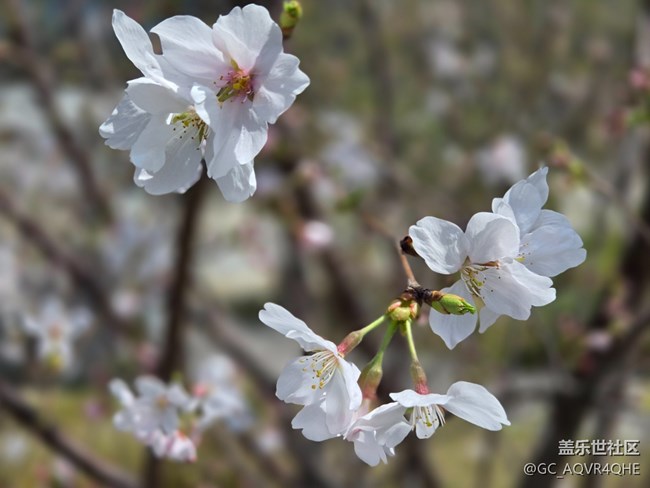 #烟花三月——花