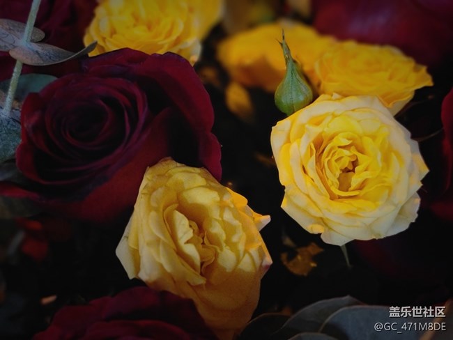 #烟花三月——女神节的花