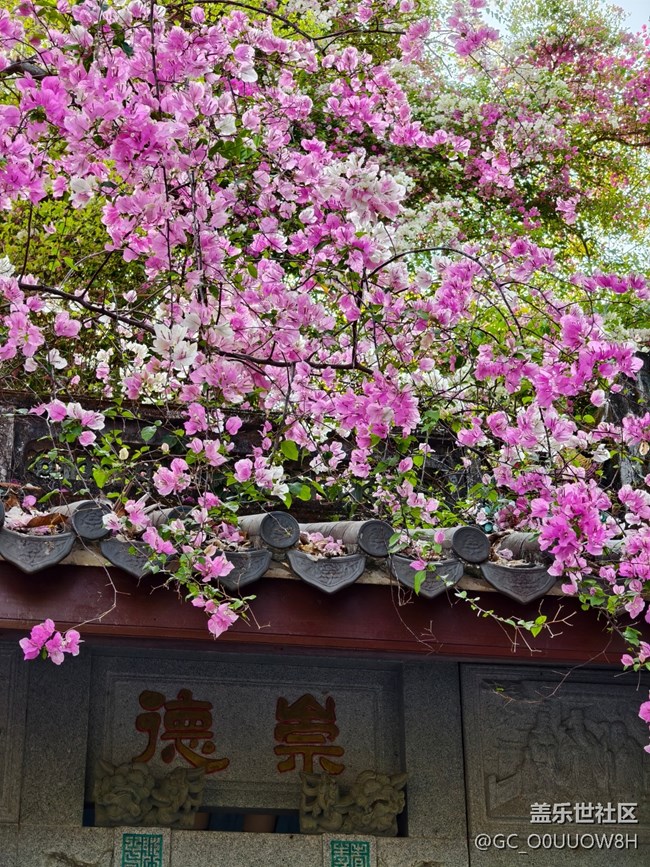 【活动回顾】园博园的三角梅