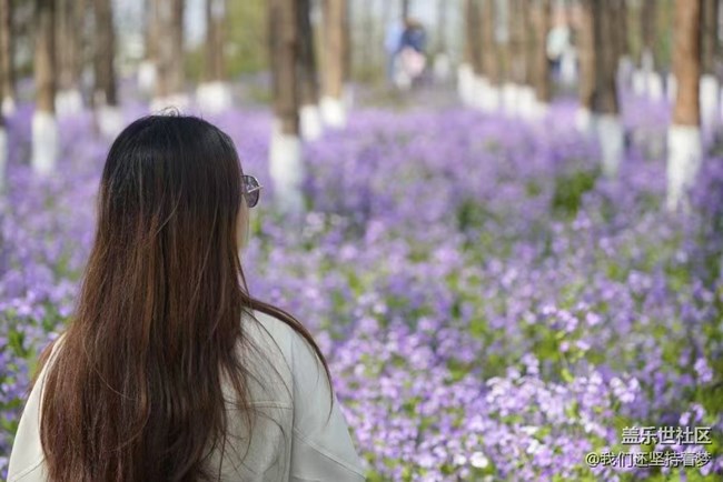 【广州的花花们】花海