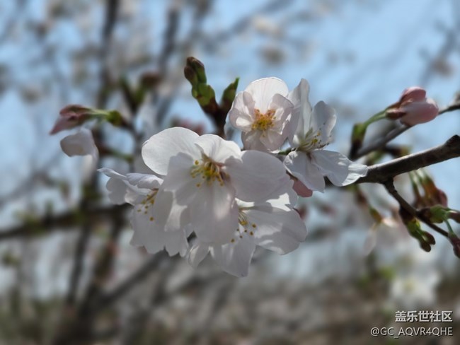 #烟花三月——花
