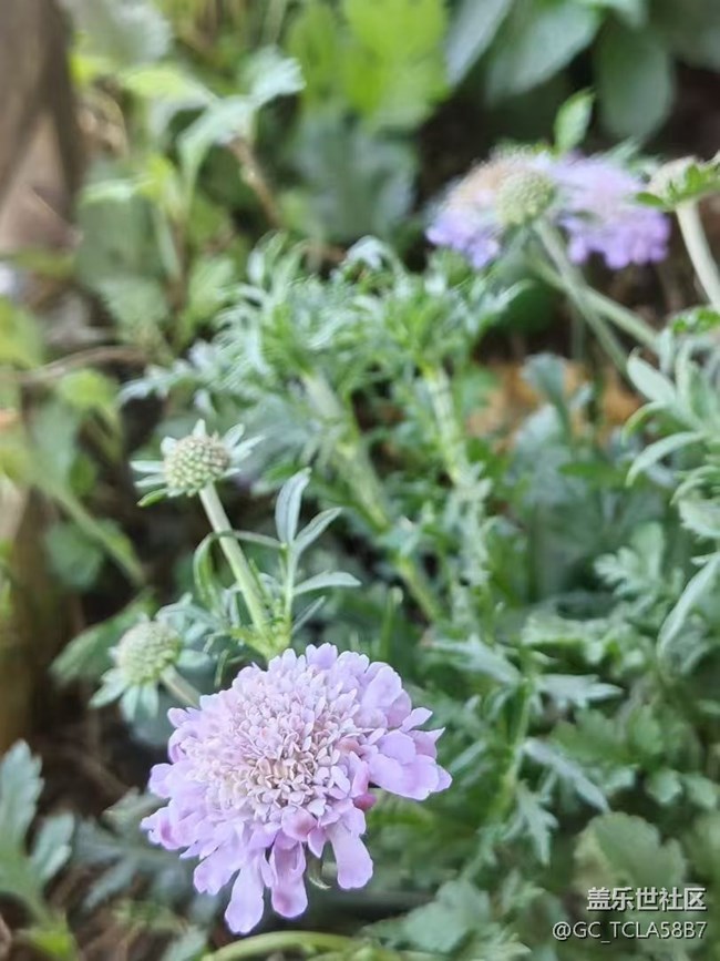 【春日寻花】花花