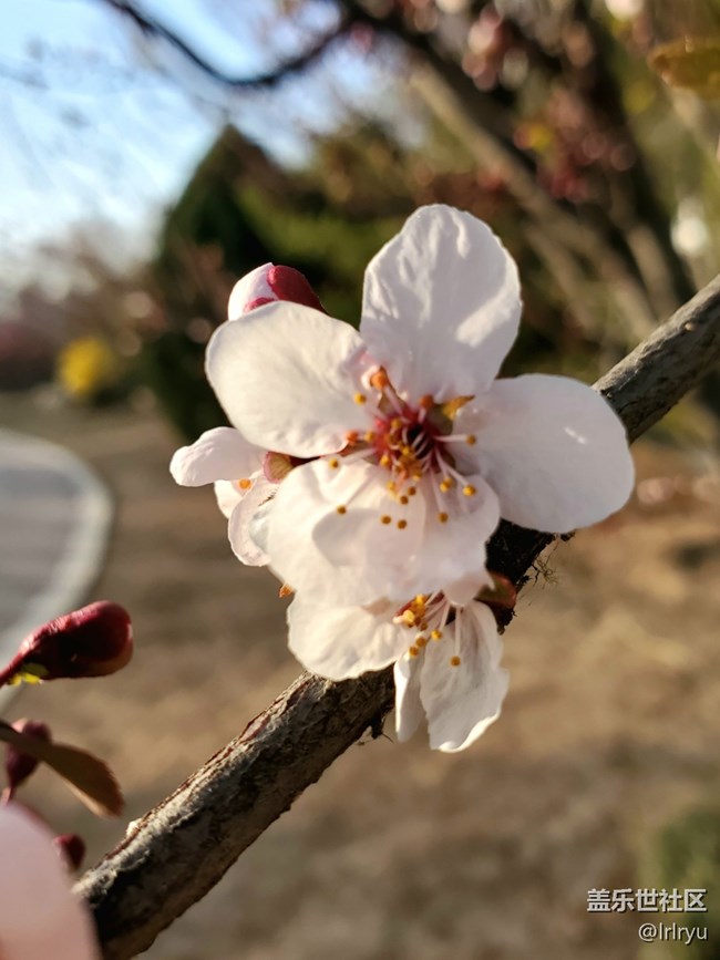【時間在此刻靜止】+春日花不语