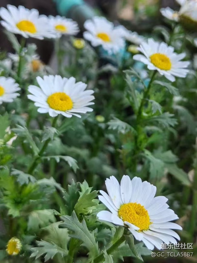 【春日寻花】花花