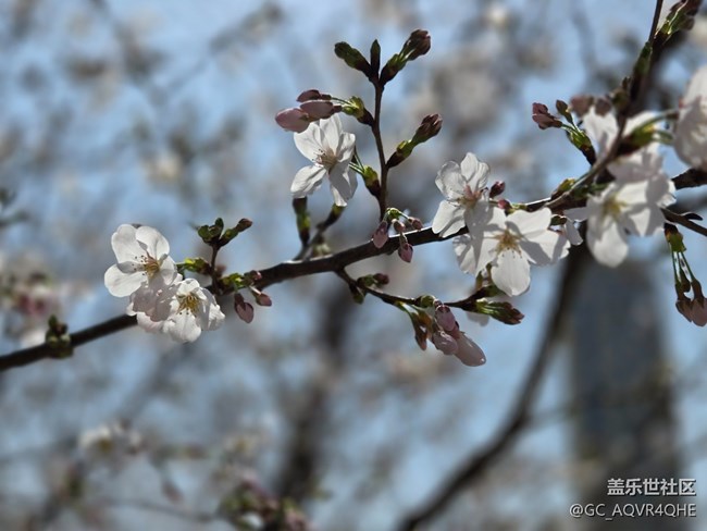 #烟花三月——花